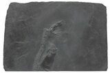 Pyritized Crinoid and Conularid Fossil - Bundenbach, Germany #209875-1
